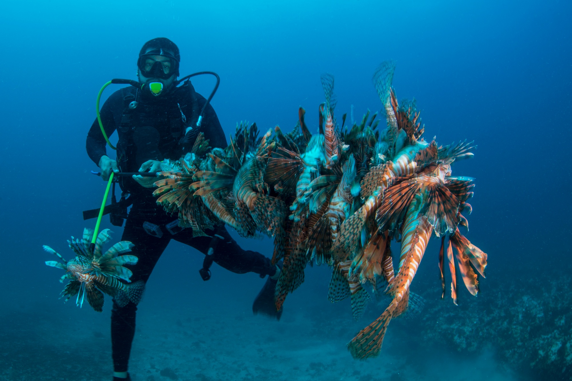 The Fearless Lionfish Huntresses Save The Coral Reef From The Invasive At The Caribbean