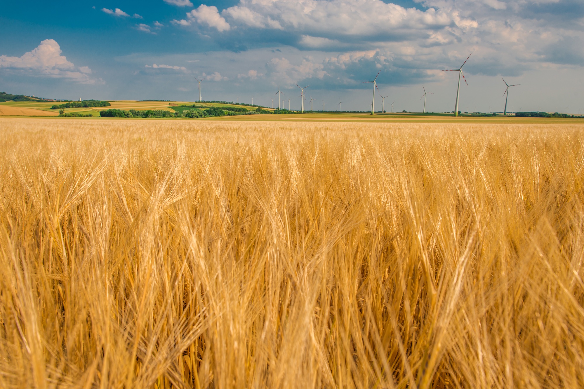 Crop Rotation Boosts Yields And Soil Quality In Production Of Rye